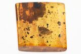 Detailed Fossil Planthopper (Fulgoroidea) In Baltic Amber #330650-1